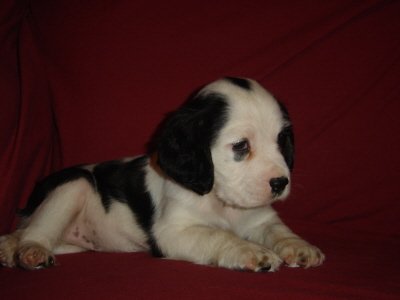 Puppies in BAY MINETTE